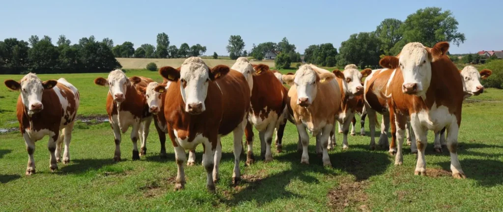Investments in cattle and pig welfare – support applications from October 7